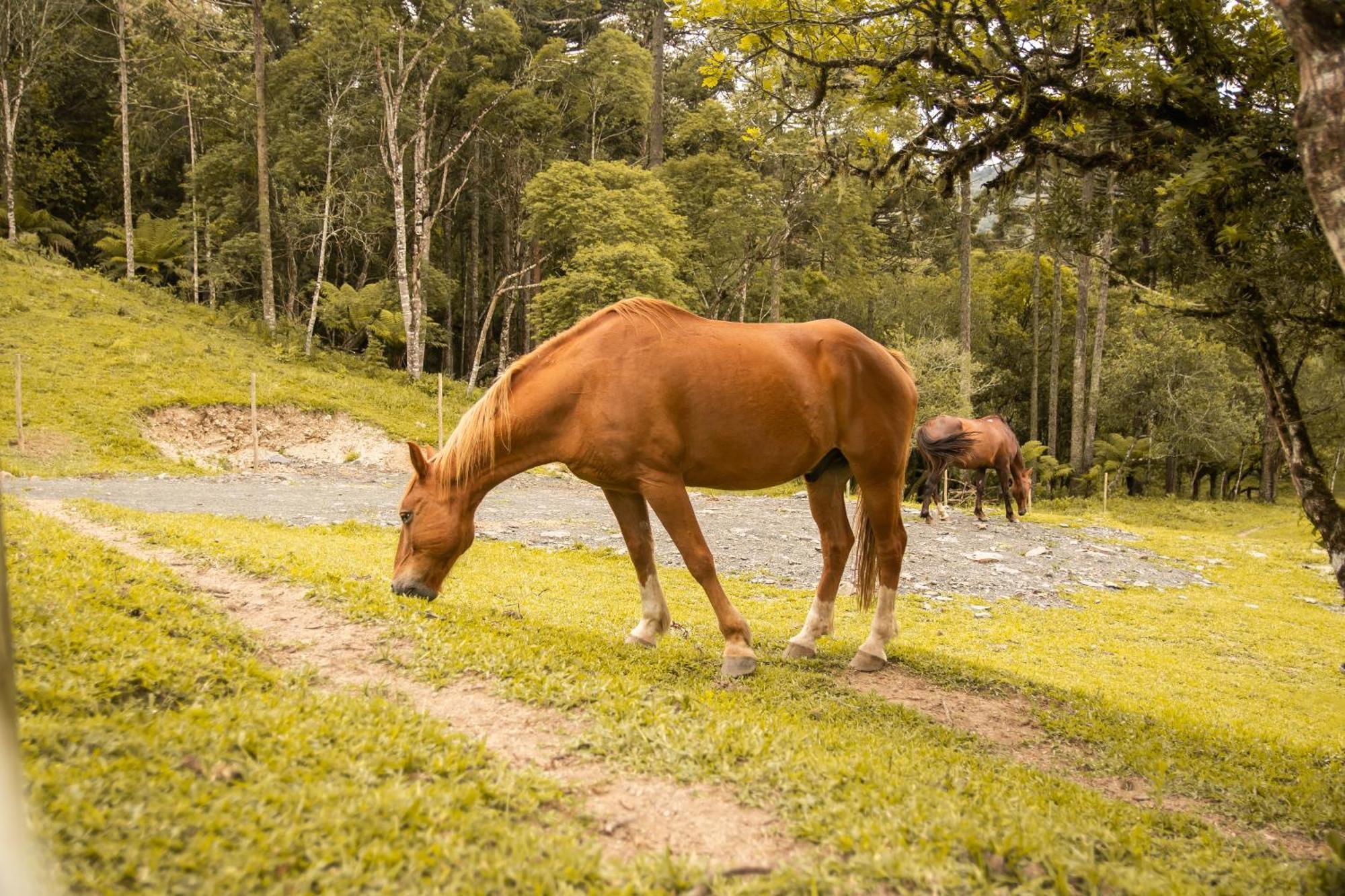 Cabana Com Hidromassagem Bom Retiro  Esterno foto
